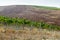 Beautiful Rows of Brunello Grapes