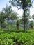 The Beautiful Rows of Cinchona Trees at Gambung Tea Plantation