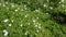 Beautiful Rows of Garden Bushes with Rich Green Leaves and White Flowers