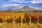 Beautiful rows of grapes in autumn time