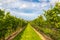 Beautiful rows of grapes before harvesting