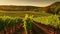 Beautiful rows of grapes in summertime. Generative AI