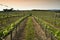 Beautiful rows of young green vineyards near Mercatale Val di Pesa Florence in spring season at sunset. Tuscany