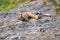 Beautiful Royal Bengal Tiger resting in Ranthambore National Park, Rajasthan, India