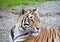 The beautiful royal bengal tiger in zoo
