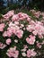 Beautiful Royal Bonica Rose Flowers Blooming In Vancouver In Summer