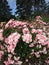 Beautiful Royal Bonica Rose Flowers Blooming In Vancouver In Summer
