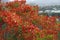 Beautiful royal poinciana  flowers with cityscape in the summer