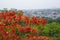 Beautiful royal poinciana  flowers with wide cityscape in the valley