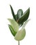 Beautiful rubber plant on white background