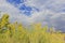 Beautiful Rubber rabbitbrush yellow flower blossom in summer