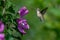 A Beautiful Ruby Throated Hummingbird