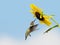 Beautiful Ruby-throated Hummingbird getting nectar from a wild Sunflower