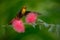 Beautiful Ruby-Topaz Hummingbird from Tobago flying next to beautiful pink flower, clear green background