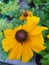 Beautiful Rudbeckia flower in the greenhouse close-up