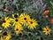 Beautiful Rudbeckia flowers. Traditional autumnal bloom, yellow coneflower. Daylight