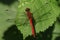 A beautiful Ruddy Darter Dragonfly Sympetrum sanguineum perching on a leaf on a sunny day in the UK.