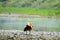 A beautiful Ruddy Shelduck