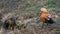 A beautiful Ruddy Shelduck Tadorna ferruginea, A bird on a grass field