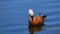 Beautiful Rudy shelduck cleaning plumage on water