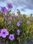 Beautiful ruellia humilis flowers adorn the garden