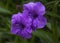 Beautiful ruellia simplex flowers close-up picture