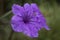 Beautiful ruellia simplex flowers close-up picture