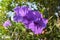 Beautiful Ruellia tuberosa flower