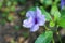 Beautiful Ruellia tuberosa flower blooming with blurred background