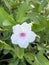 Beautiful ruellia tuberosa flower growing outdoor
