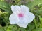 Beautiful ruellia tuberosa flower growing outdoor