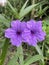 beautiful Ruellia tuberosa flowers in the garden