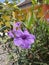 beautiful ruellia tuberosa in front my house