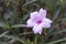 Beautiful Ruellia tuberosa pink succulents in the garden