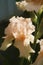 Beautiful Ruffled Fancy Pastel Peach Iris Blossom
