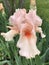 Beautiful Ruffled Fancy Pastel Peach Iris Blossom - Coral Point Space Age