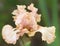Beautiful Ruffled Fancy Peach Iris Blossom