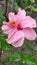 A beautiful ruffled pink hibiscus flower