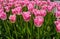 Beautiful ruffled pink tulips in springtime