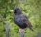 Beautiful ruffled singing starling with orange opened beak is sitting on iron fence.