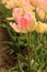 Beautiful ruffled tulip of yellow and pink