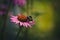 Beautiful ruffles, a striped bumblebee on a pink flower of echinacea