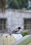 A beautiful Rufous Treepie