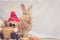 Beautiful Rufus colored rabbit sits upright next to autumn scarecrow decoration with simple background