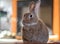 Beautiful Rufus rabbit poses indoors with warm back light