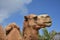 Beautiful Ruminating Up Close Camel Standing Sideways