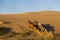 Beautiful running horses in the Gobi Desert.