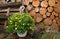 Beautiful rural background with flowers and wood