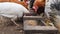 Beautiful rural chickens eat wheat in a manger. Close-up