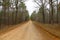 A beautiful rural fall leaves lined dirt road through a calm quiet forest in autumn perfect for seasonal marketing as well as